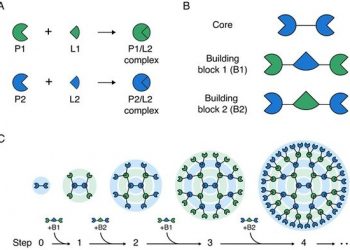 레고블록 쌓듯…거대 단백질 구조체 조립 기술 개발