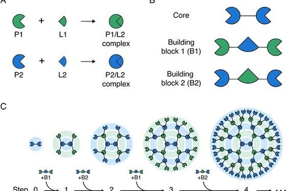 레고블록 쌓듯…거대 단백질 구조체 조립 기술 개발