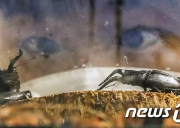 ‘곤충인문학을 아시나요’ 한국교통대 국제학술대회 열어