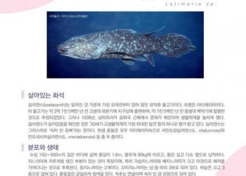 부산시 해양자연사박물관 12월 전시품으로 ‘실러캔스’ 선정