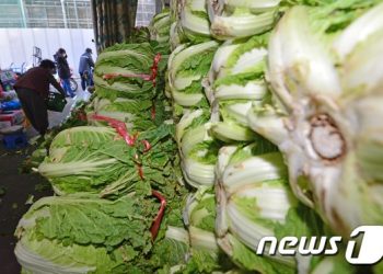 올해 김장 비용 4인가족 33만1000원…전년비 8.5%↑