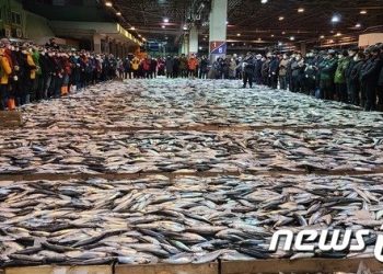 지난해 12월 고등어 생산량 2만8356톤…전월보다 53% 증가