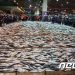 지난해 12월 고등어 생산량 2만8356톤…전월보다 53% 증가