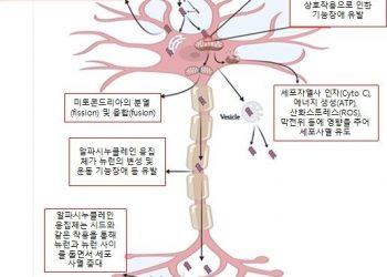 파킨슨병 발병 연결고리 규명…퇴행성 뇌질환 극복 청신호