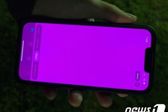 “아이폰13에도 벚꽃 폈다”…애플, 또 ‘핑크화면’ 논란