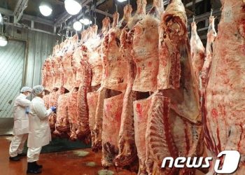 설 앞두고 도축 검사 지연되나…가축방역지원본부 노조 파업 예고