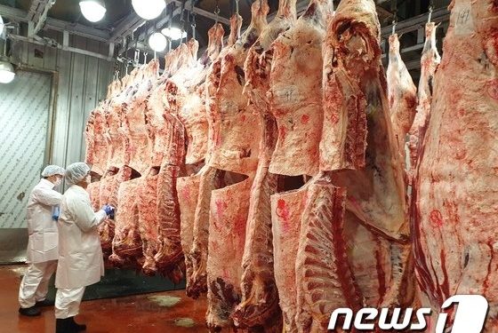 설 앞두고 도축 검사 지연되나…가축방역지원본부 노조 파업 예고