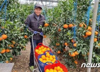 친환경 GCM농법 적용 15년, 제주 레드향 해거리‧열과 사라졌다