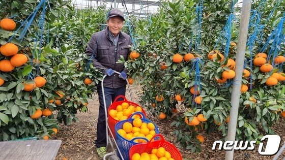 친환경 GCM농법 적용 15년, 제주 레드향 해거리‧열과 사라졌다
