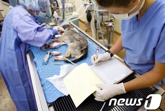 “동물병원 중대 진료비 사전에 알려야” 올 하반기 의무화