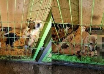 동물학대하는 보호센터 퇴출된다…농식품부-지자체 합동점검 실시