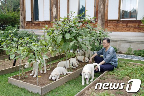 개·고양이 사료 속 어유·어분이 뭐지…동물제품 원료명 “어려워”