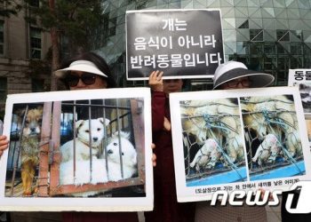 ‘개고기 유통 얼마나’ 충북도 실태조사 착수