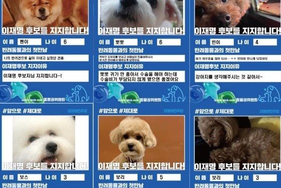 고민정 “반려동물들, 이재명 지지”→ 이준석 “우린 사람이 먼저”