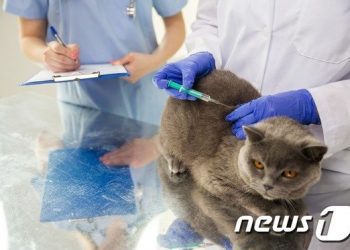 뿔난 수의사들 “혈세 낭비하는 길고양이 중성화 규정 개정하라”
