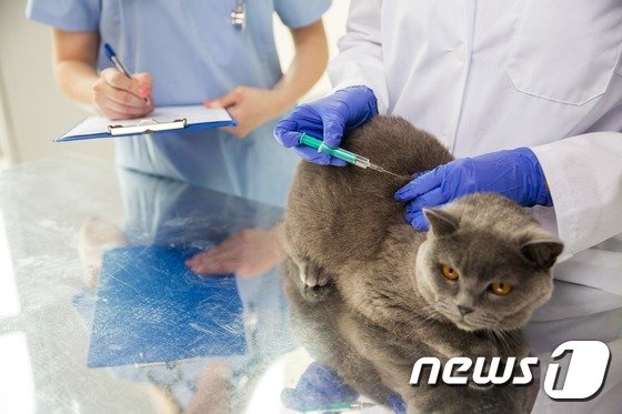뿔난 수의사들 “혈세 낭비하는 길고양이 중성화 규정 개정하라”