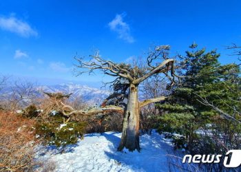 천년 주목·이천년 천제단·수호신 장군봉…민족의 영산 기운이 서리다