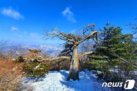 천년 주목·이천년 천제단·수호신 장군봉…민족의 영산 기운이 서리다