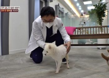 온몸 골절된 채 하수구에 버려진 강아지…”그래도 사람 좋아해”