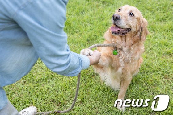산책 중 만난 강아지, 쓰다듬자 ‘멍멍’…개물림 치료법은