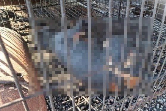 “울진 산불에 개농장 개들, 철장 속에서 타죽었다” 동물단체 SOS