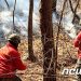 “명품송이 서식지도 다 타 복원 최소 10년”…울진 송이농가 망연자실