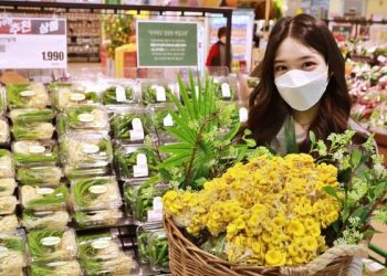 ‘꽃다발 같은데 버섯’…롯데마트, 친환경 느타리버섯 개나리에디션 출시