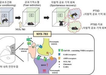 “잊고싶은 공포 기억, 억제 과정 찾았다”…PTSD 치료제 ‘청신호’