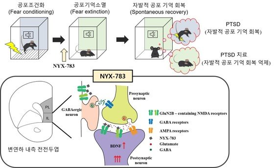 “잊고싶은 공포 기억, 억제 과정 찾았다”…PTSD 치료제 ‘청신호’