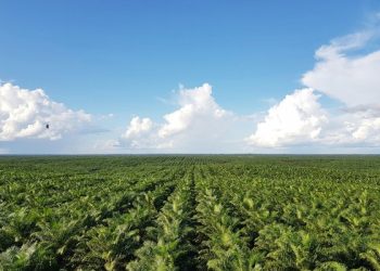 인니 ‘식용유’ 팜유 수출 중단에 정유사가 ‘촉각’ 세우는 이유는