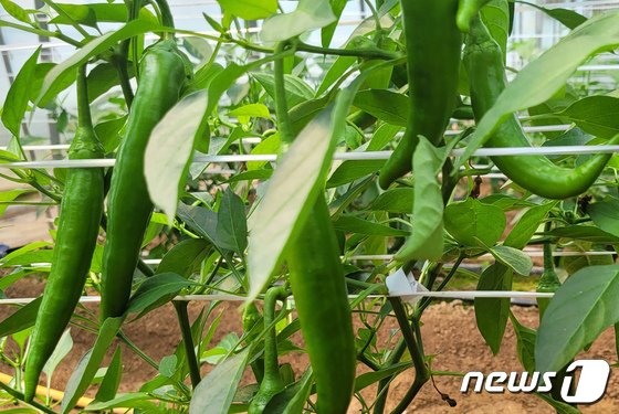 전남농업기술원, 매운맛 약한 오이맛 풋고추 신품종 ‘남초’ 개발