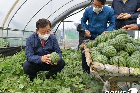 예산군, 애플수박 첫 출하…올해 17만8000톤 수확