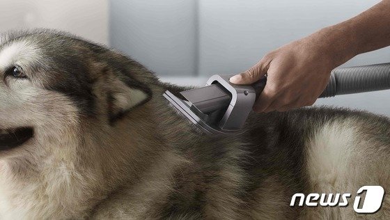 다이슨, 반려동물 털 관리용 청소기 툴 출시