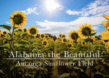 앨라배마 중부 해바라기 밭 개장…7월21일까지