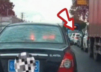 “다시 태워달라” 도로서 버려진 반려견 필사적 점프…주인 끝내 외면