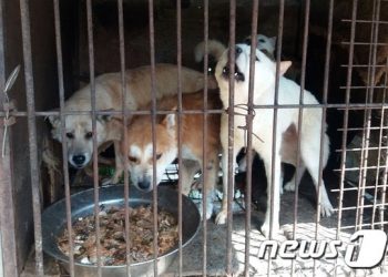 “그만 먹개(犬)”…영화감독들, ‘복날’ 개식용 종식 위한 영상 공개