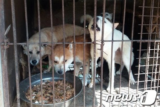 “그만 먹개(犬)”…영화감독들, ‘복날’ 개식용 종식 위한 영상 공개