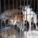 “그만 먹개(犬)”…영화감독들, ‘복날’ 개식용 종식 위한 영상 공개
