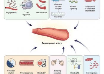 고령·고혈압·흡연에도 쌩쌩한 ‘슈퍼 혈관’, 비밀 찾았다