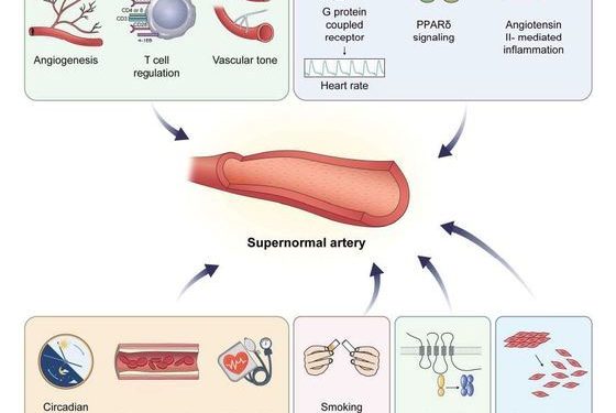 고령·고혈압·흡연에도 쌩쌩한 ‘슈퍼 혈관’, 비밀 찾았다