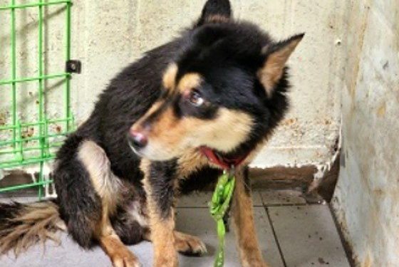 “안락사는 해결방법 아냐”…동물단체, 초등생 공격한 개 인수 나서