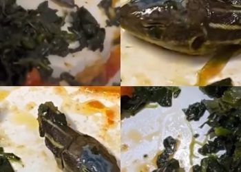 “이미 반이나 먹었는데”…기내식에서 나온 ‘뱀 머리’ 기겁