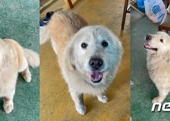 “건강원서 약으로…” 13년 키운 반려견, 실종 후 찾은 곳 ‘참담’