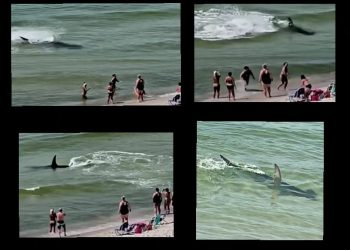 오렌지비치에 가오리 뒤쫓는 초대형 망치상어 등장