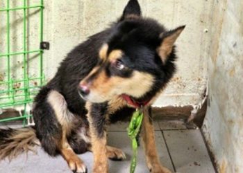 울산서 8세 아이 공격한 개 동물보호단체에 인계