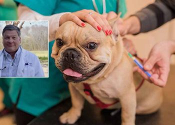 수의사들, 개 인플루엔자 경고