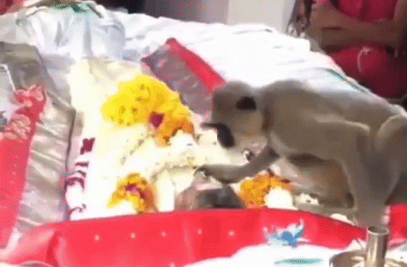 돌봐준 남성 장례식 찾아온 원숭이…얼굴 쓰다듬고 입맞춤 ‘감동’