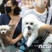 강아지·고양이 쓰다듬을 때 우리 뇌에서 일어나는 일