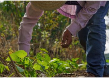 코로나로 위협받는 캘리포니아 농업 노동자들