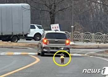 한파에 반려견 두고 ‘쌩~’…견주, 남양주서 유기미수 걸리자 포천에 ‘슬쩍’